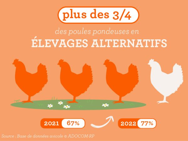 La filière Œufs de France s’engage : les élevages alternatifs et l’ovosexage en marche