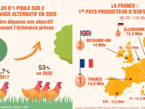 La France : n°1 de la production d’œufs en Europe enregistre déjà plus d’1 poule sur 2 élevées hors cage