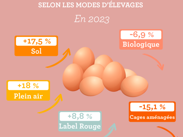 Achats : une consommation d’œufs record prévue pour 2023