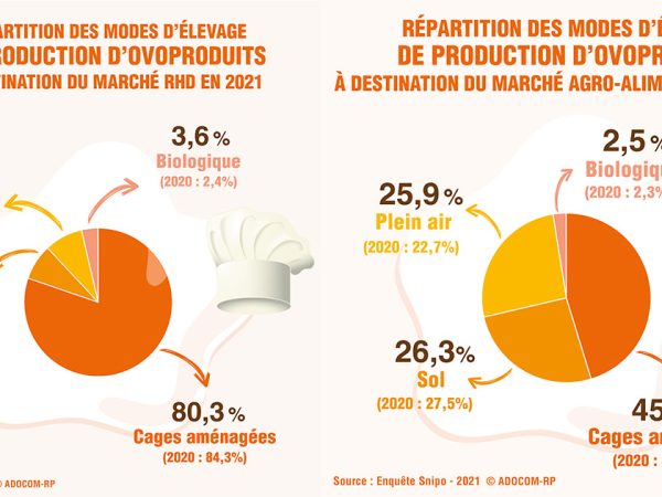 Restauration et entreprises agroalimentaires : zoom sur la consommation des ovoproduits