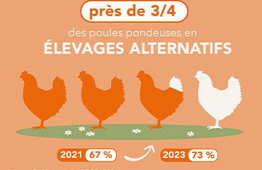 La production d’Œufs en France reprend des couleurs en 2023