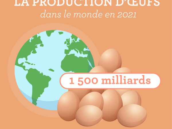 Le succès de l’œuf fait le tour du monde : la France au premier rang de la production européenne