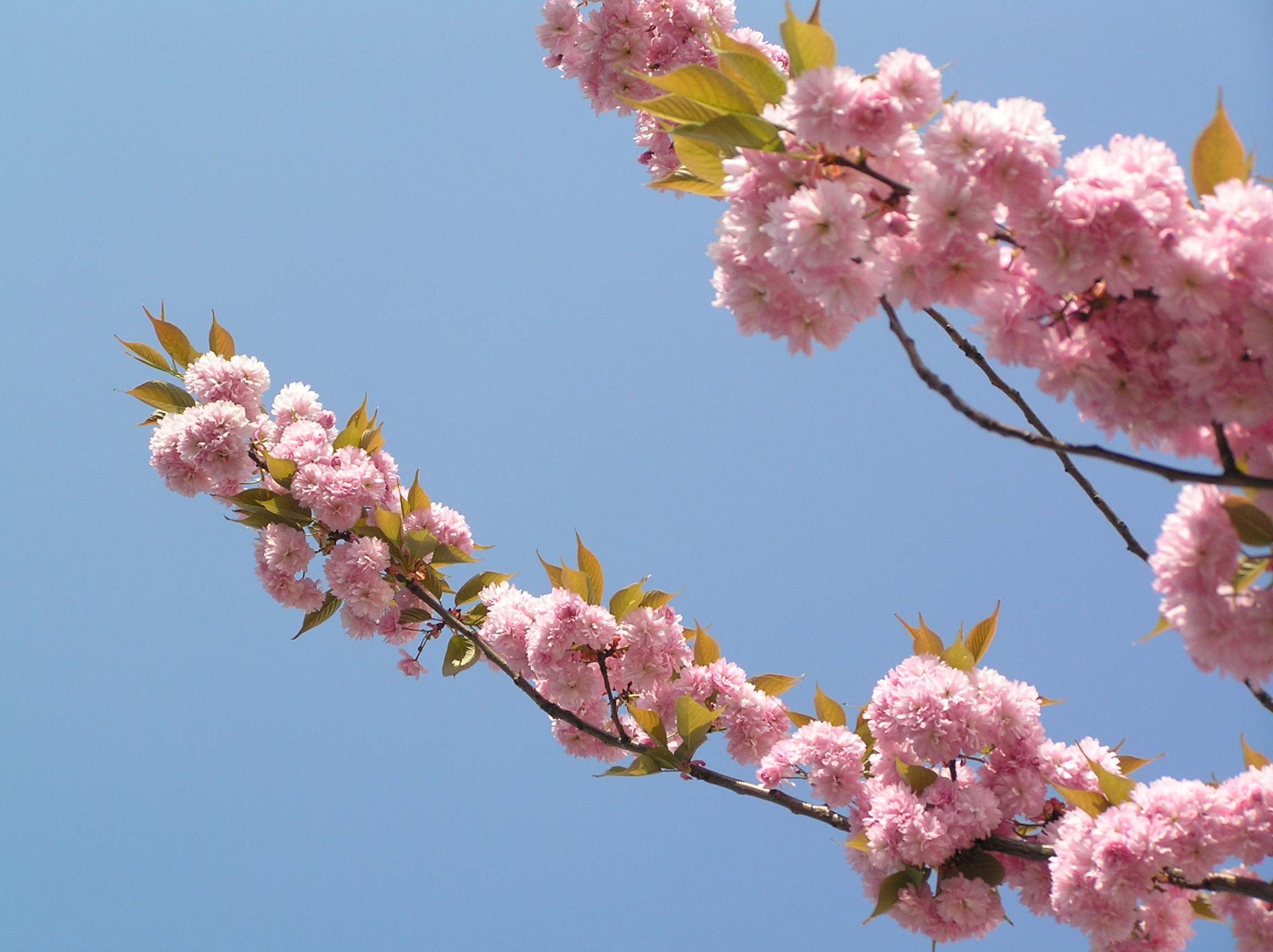 Fleurs - SoToven