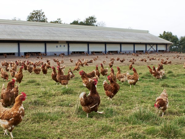 90% de poules pondeuses en systèmes alternatifs en 2030 : la filière poursuit ses avancées !